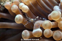 Spotted Cleaner Shrimp on a Giant Anemone on the Big Cora... by Michael Kovach 